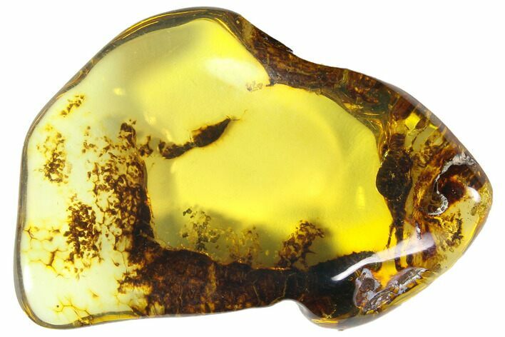 Polished Chiapas Amber ( g) - Mexico #114700